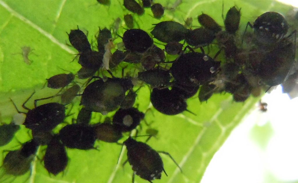 Aphis sambuci/Afide del Sambuco